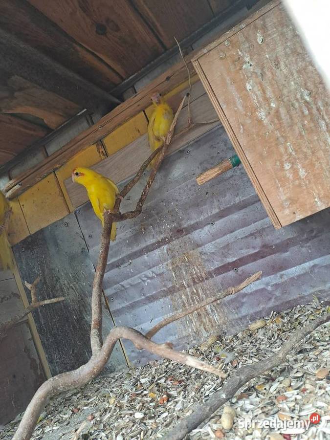 sprzedam papugi kozy Wawrzeńczyce