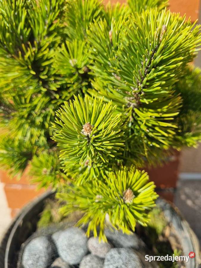 Kosodrzewina szczepiona na pniu Pinus mugo plus