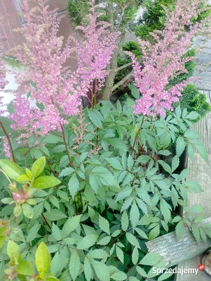 Tawuła różowa i bordowa sprzedam