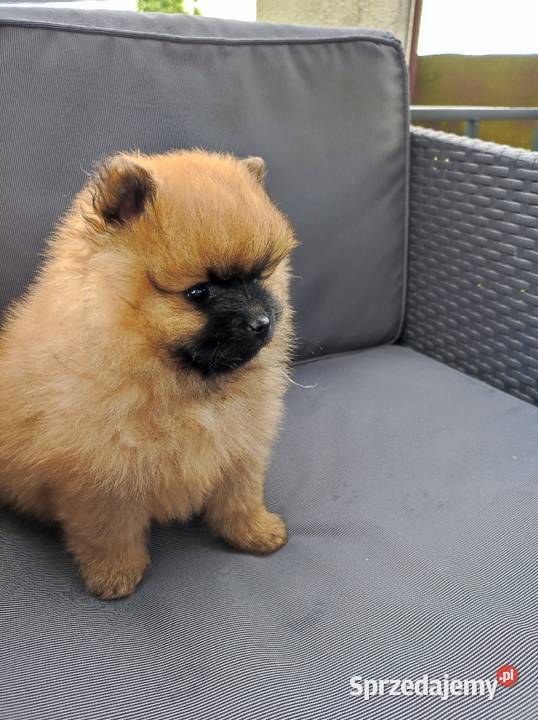Szpic miniaturowy pomeranian cudny piesek Szpic miniaturowy warmińsko-mazurskie Działdowo