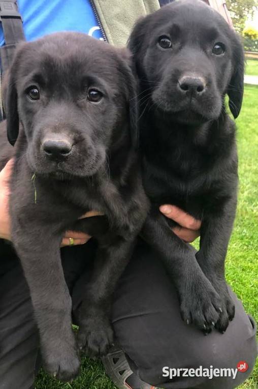 Szczeniaki labradora biszkoptowe i czarne Radom sprzedam