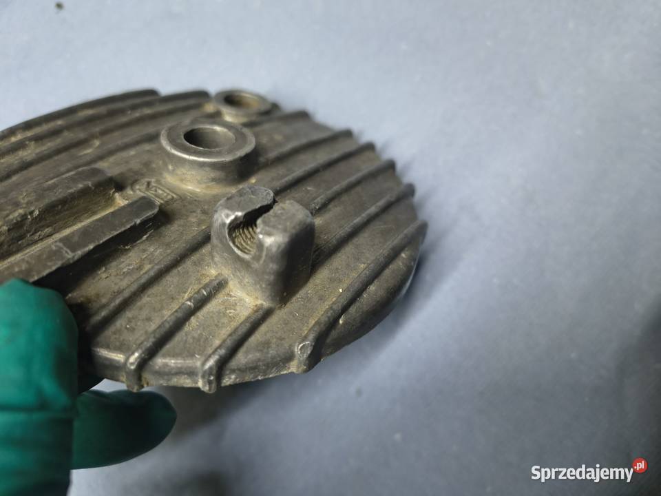 Szczękotrzymacz komar Żak podkarpackie Rzeszów