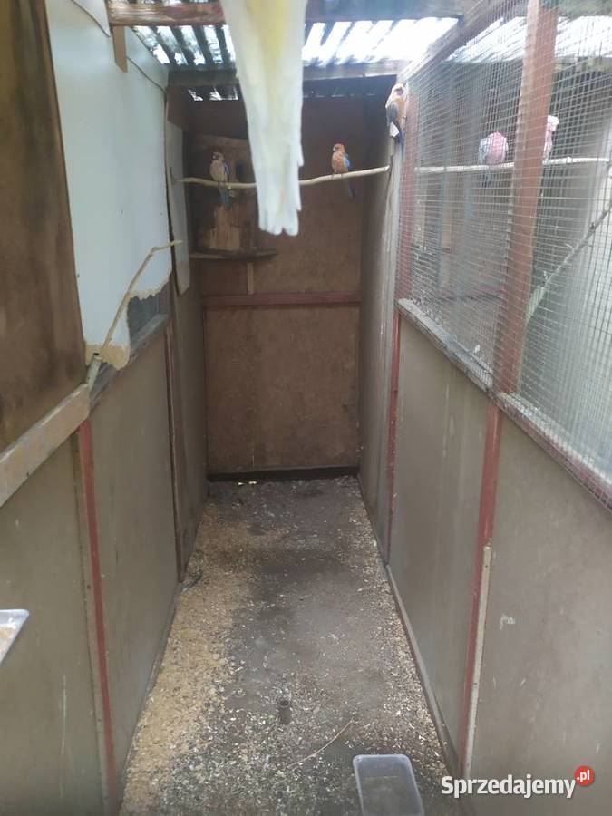 Rozella królewska Bernard czarno głowy Orzesze