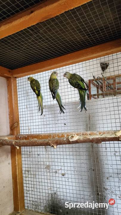 Sprzedam Konury brazylijskie i świergotki wielkopolskie Tarchały Wielkie