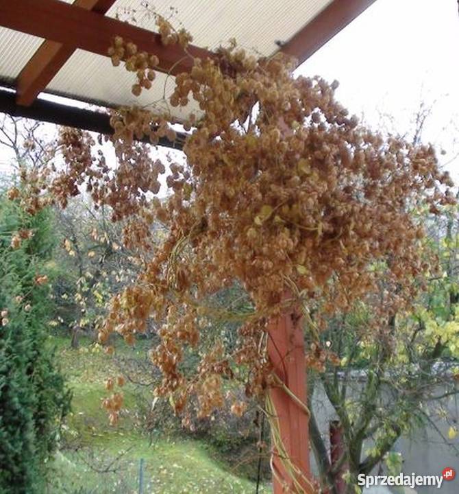 CHMIEL zwyczajny lubelski kujawsko-pomorskie Bydgoszcz