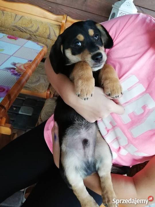 Jamniki Rzeszów Jamnik Kolbuszowa sprzedam