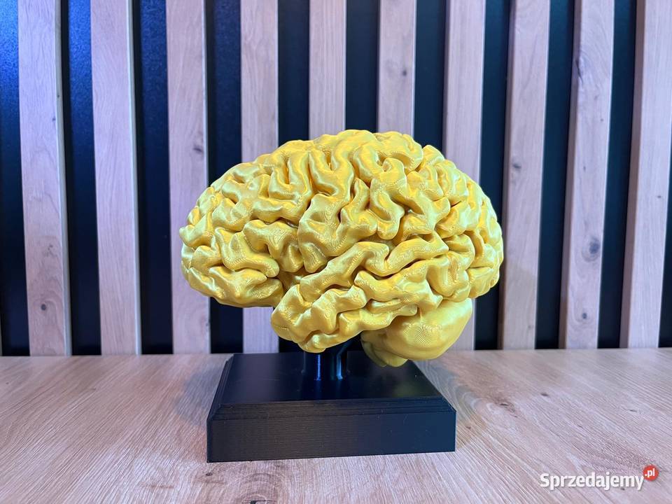 Model anatomiczny mózgu skala 11 Antyki, Sztuka, Kolekcje Rybnik