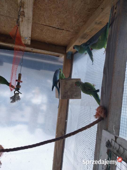 Papugi faliste Mnichy alexandretty i rozelle Mszczonów