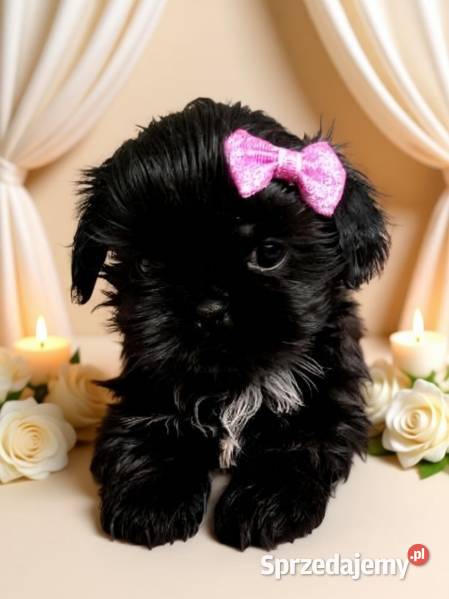 Suczka rasy ShihTzu szuka domku Shih Tzu sprzedam