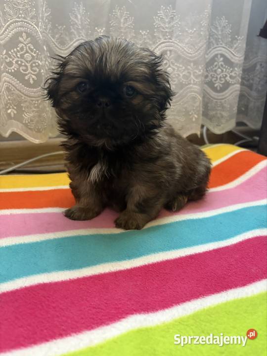 Piesek pekińczyk sprzedam