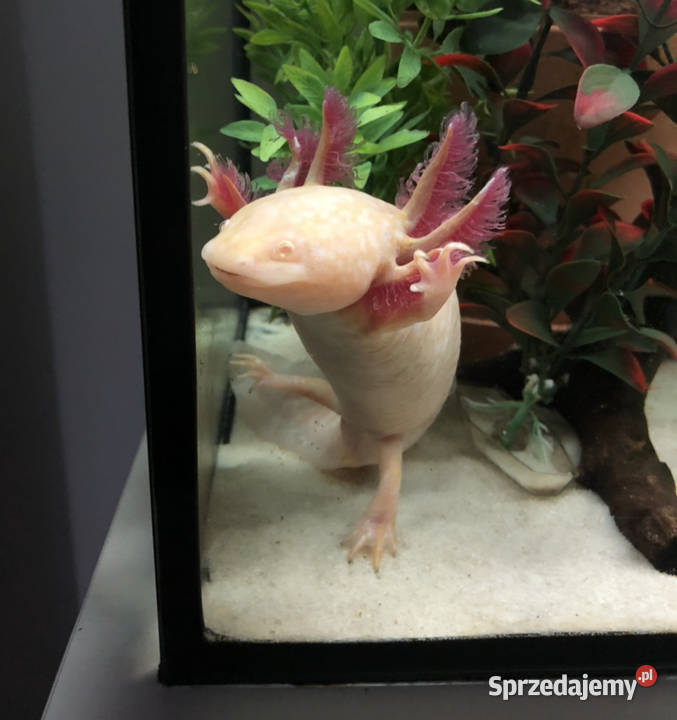 Aksolotle Ambystoma meksykańska Zabraniec
