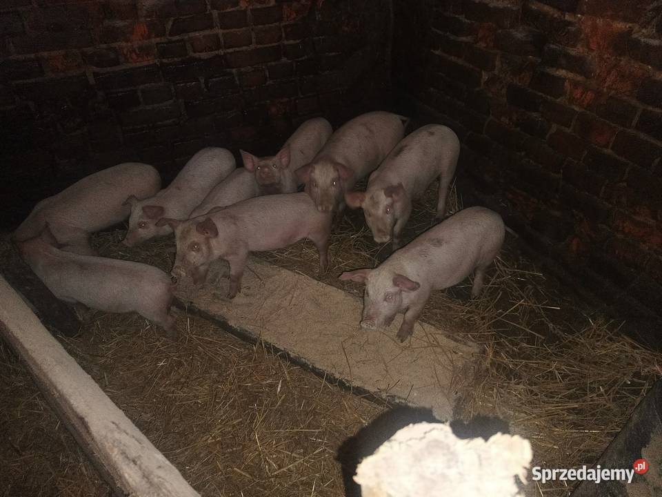 Prosięta mięsne PBZ Trzoda chlewna Janów Lubelski