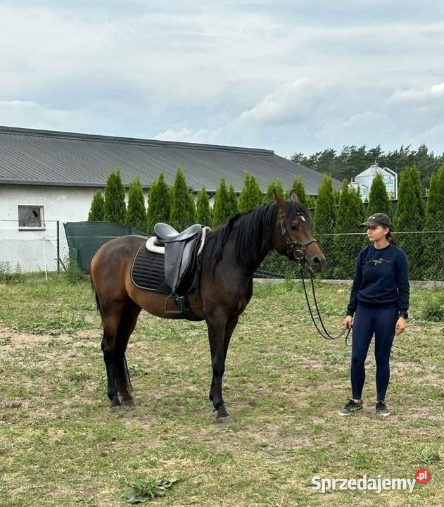 Ogier w typie araba 3 lata Radzanów