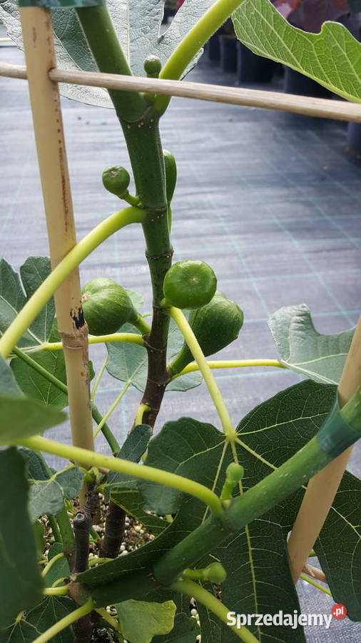Figowiec Figa Ficus Simoradz sprzedam
