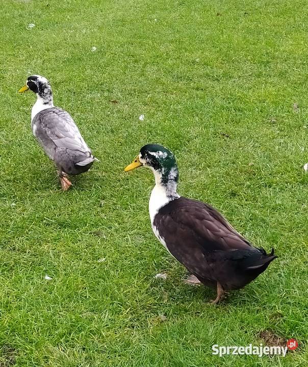Kaczory dworka piżmowy staropolski biegus Ptaki Dąbrowice