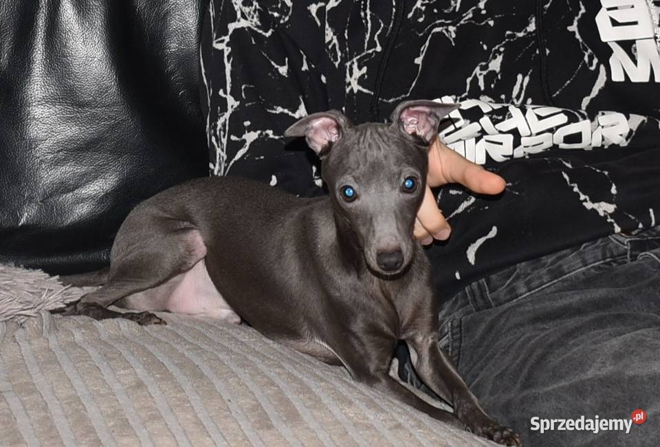 Charcik Włoski piesek ZKwP FCI Zielona Góra