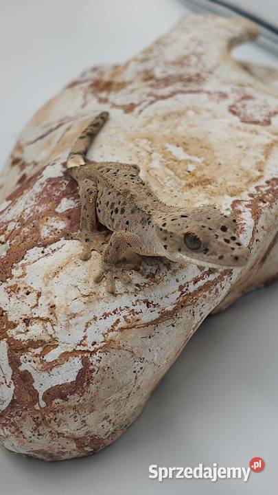 Gekon orzęsiony Red dalmatian 2 kolory kropek Olsztyn