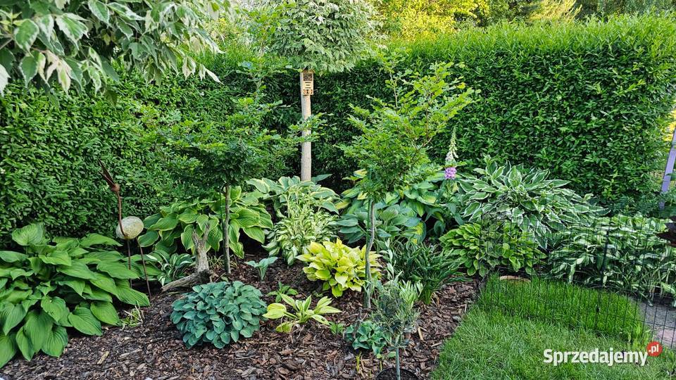 Działka ROD Wrzos w Radomiu mazowieckie Radom