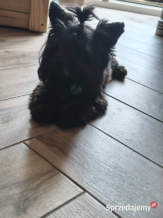 yorkshire terrier black 8 miesięcy Kraków
