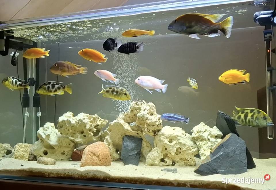 Okazja Dorosłe pielęgnice Malawi Skały Malanów