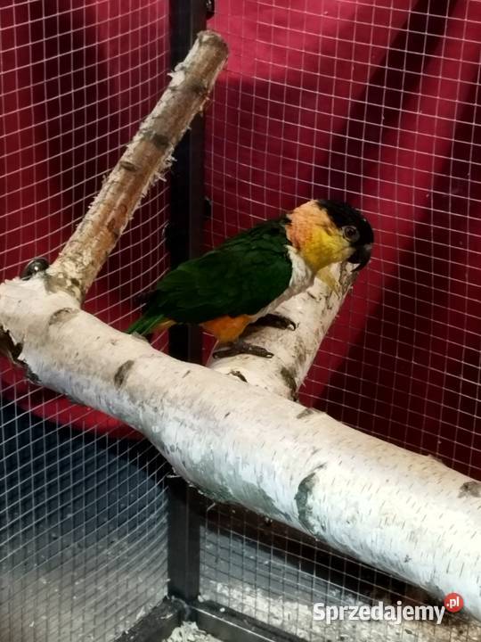 Barwinka Czarnogłówka samiec Szczerców sprzedam