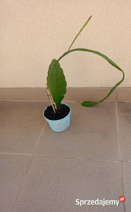 Epifilum Epiphyllum Kaktus do domu biura Bochnia sprzedam