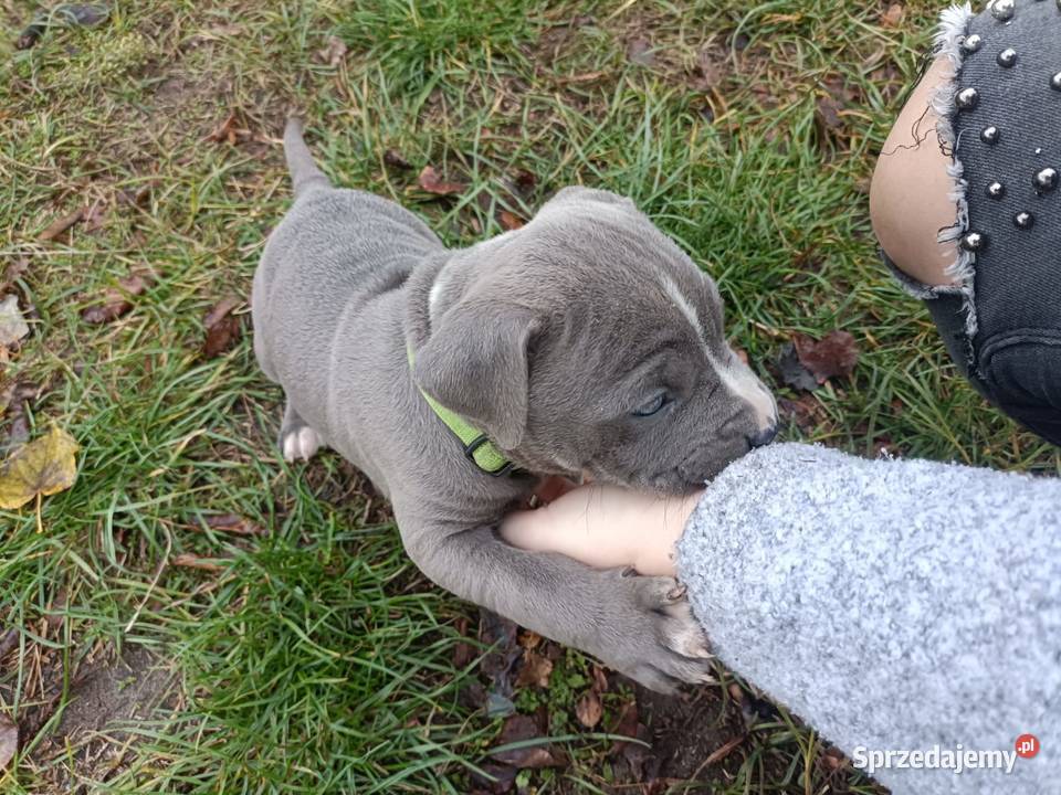 American Pitbull Terrier Żupawa