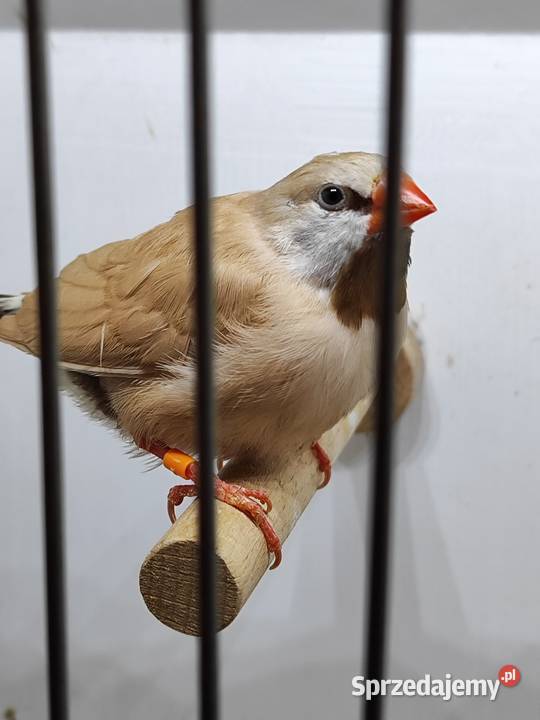 Amadyna ostrosterna para Astryld Astryldy małopolskie