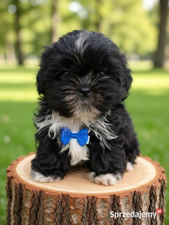 Czarny piesek rasy ShihTzu Kępno