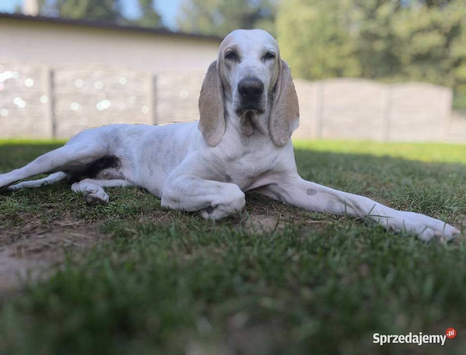 Szczeniak PORCELAINE FCI gończy z Francji sprzedam