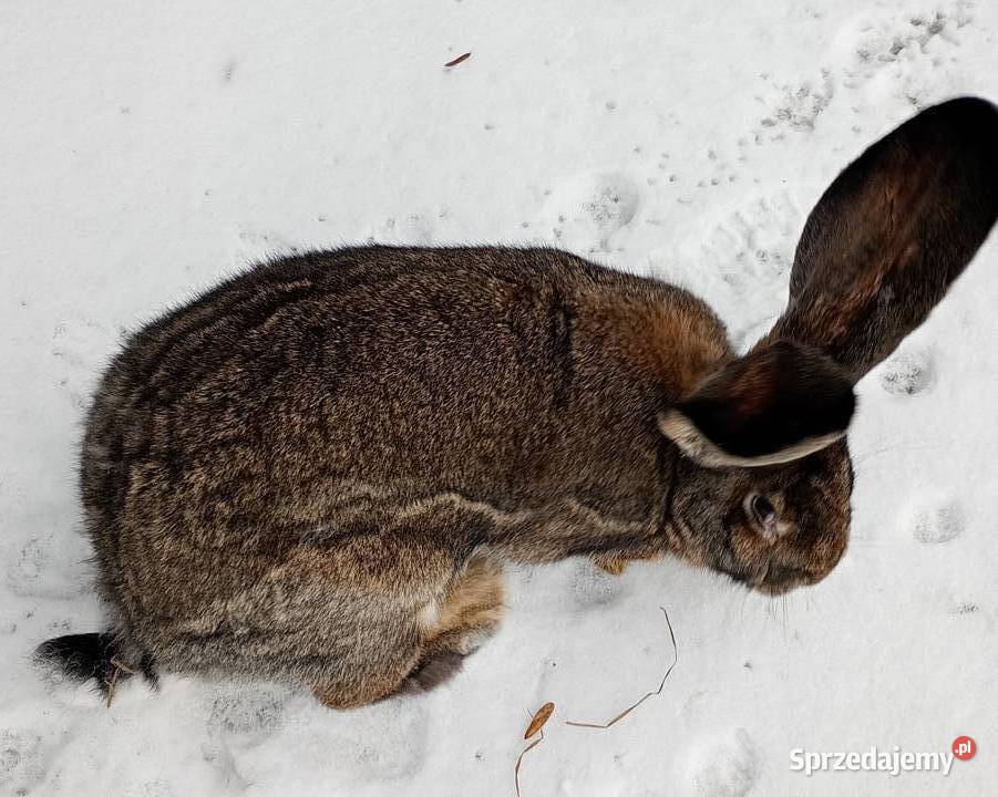 Króliki belgi Gryzonie Jeziorsko