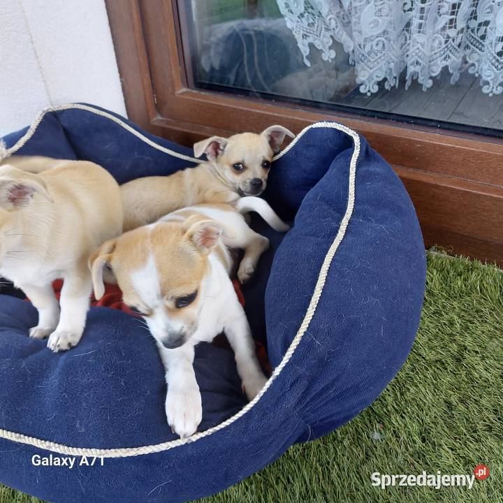 Szczeniak chihuahua Chihuahua Garwolin sprzedam