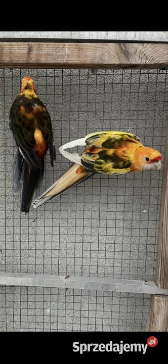 Rozelle królewskie szeki pomarańczowe Sośnicowice