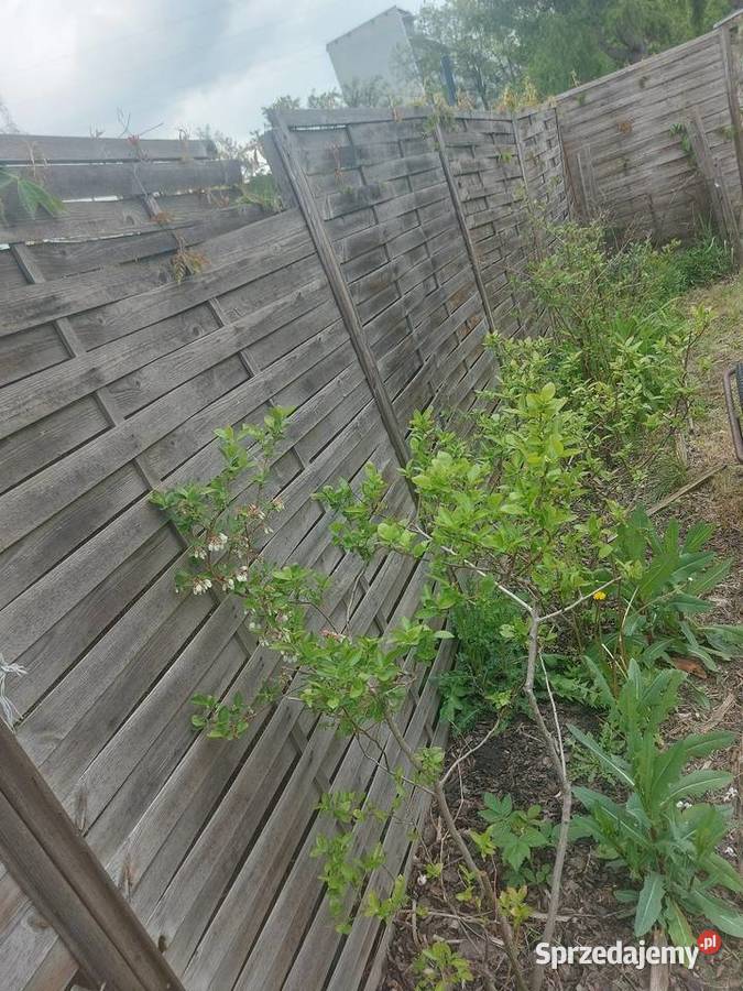 Odstąpię prawo do ogródka dzialkowego Wrocław sprzedam