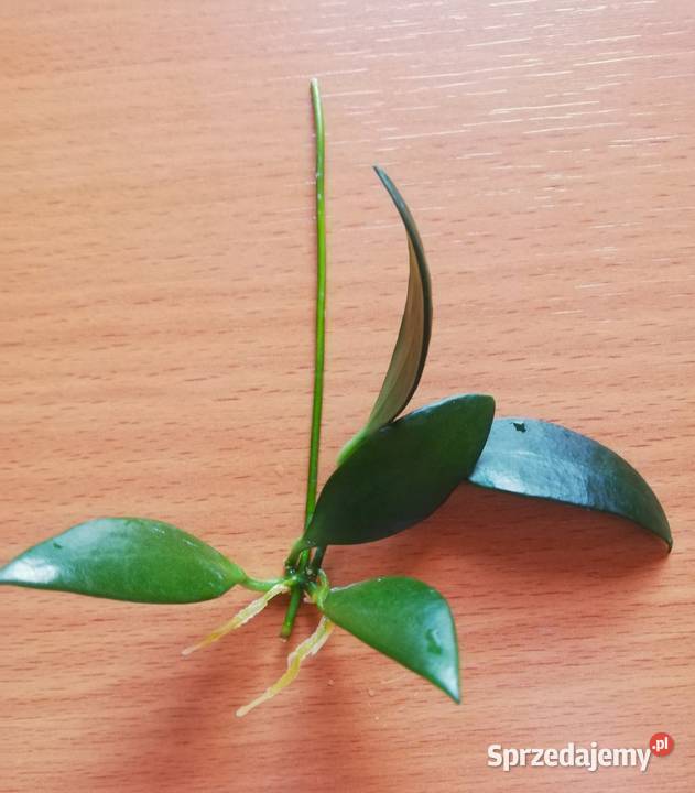 Hoya hoja hoia leytensis unikatowa roślina żółty Szczecin