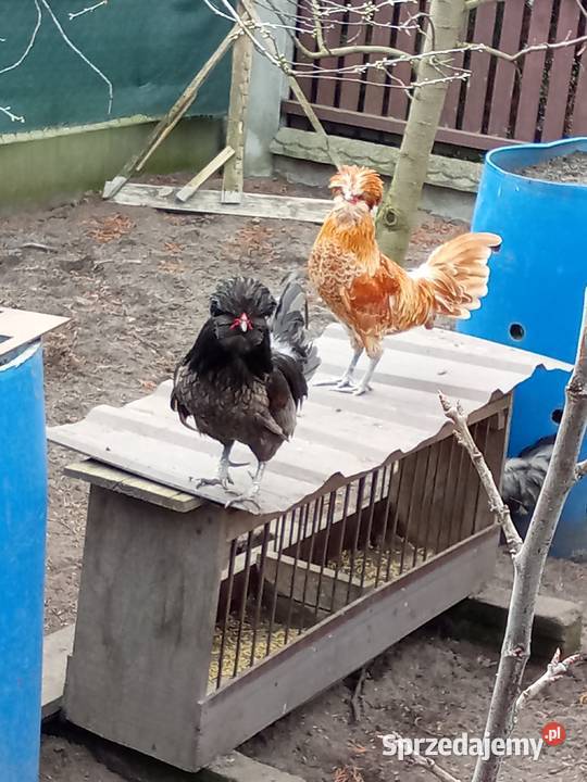Kogut czubatka niebieska Osiek Wielki sprzedam