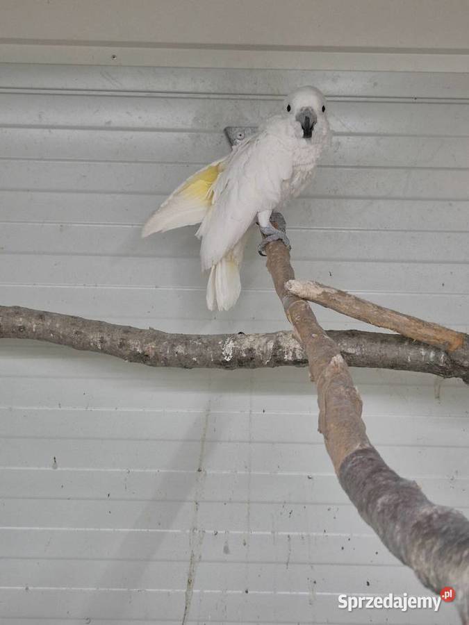 Kakadu Alba Rakoniewice