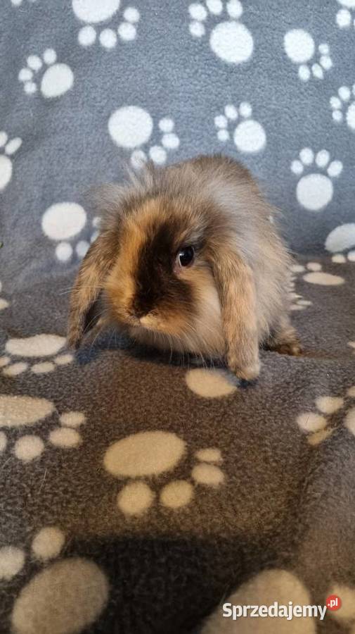Królik Mini Lop śląskie