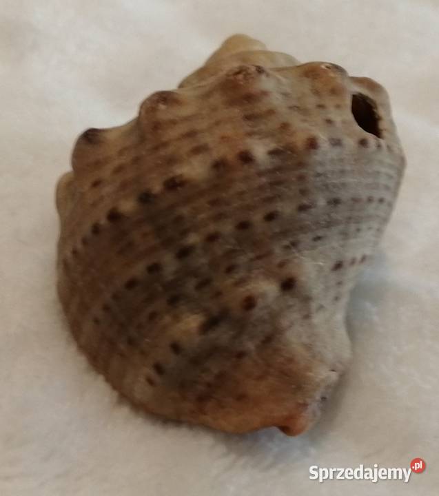 Muszla 42 64 Kreatywne Czeladź