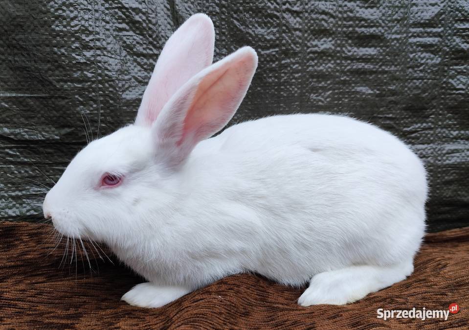 Termondzkie Białe Zadzim sprzedam