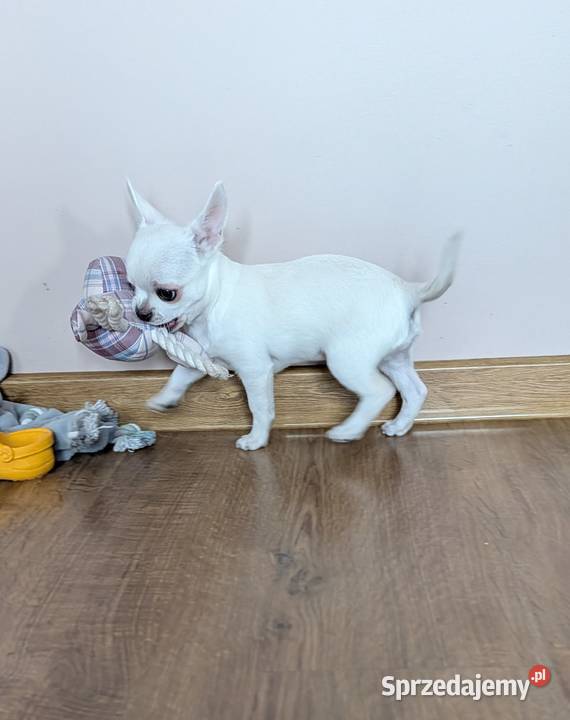 Chihuahua krótkowłosy biały ZKwP Złaków Borowy
