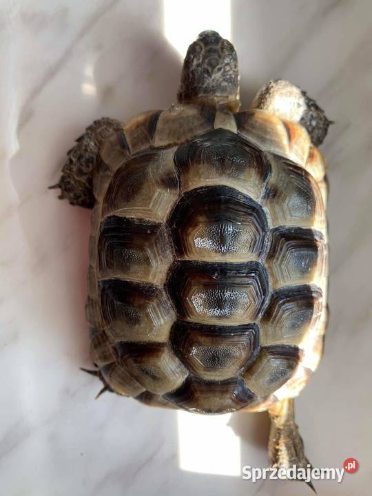 Żółw lądowy Zwierzęta Bochnia sprzedam