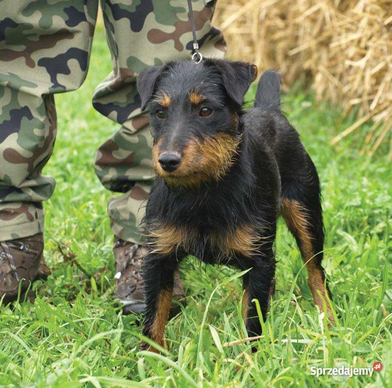 Jagdterier szczenięta małopolskie Nowy Sącz