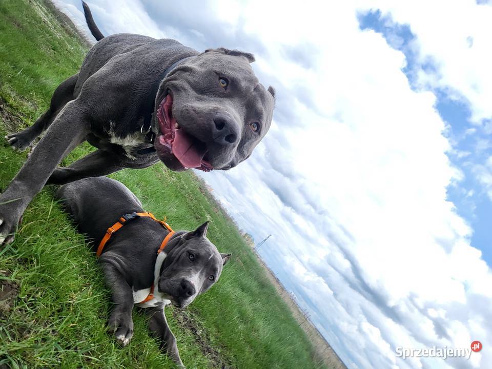 Szczeniaki American Bully XXL szukają domu Konin