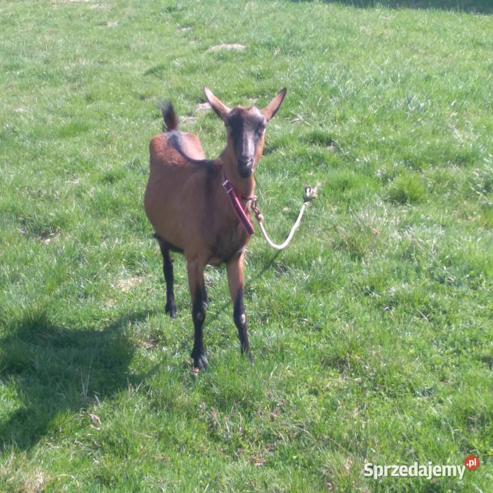 koza alpejska drugim ukotem Biszcza