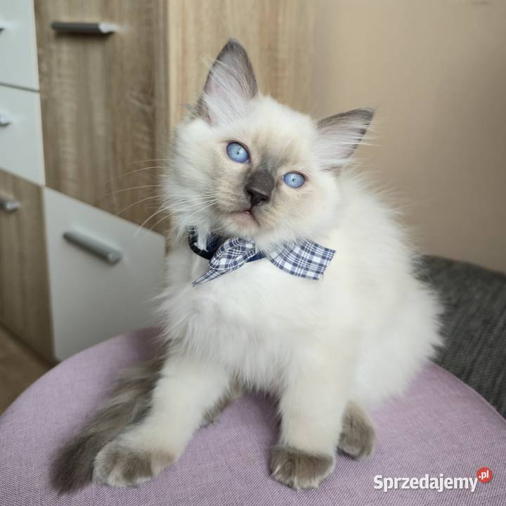 Rasowy kot Ragdoll Warszawa
