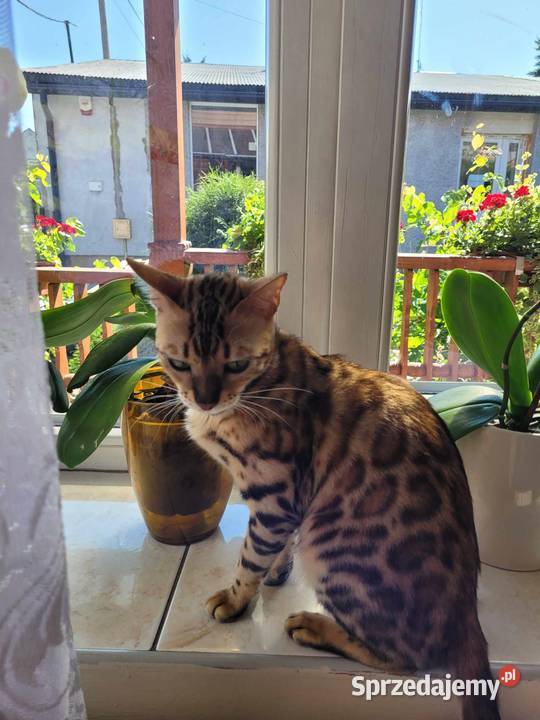 Kocurek afgański z rodowodem małopolskie sprzedam