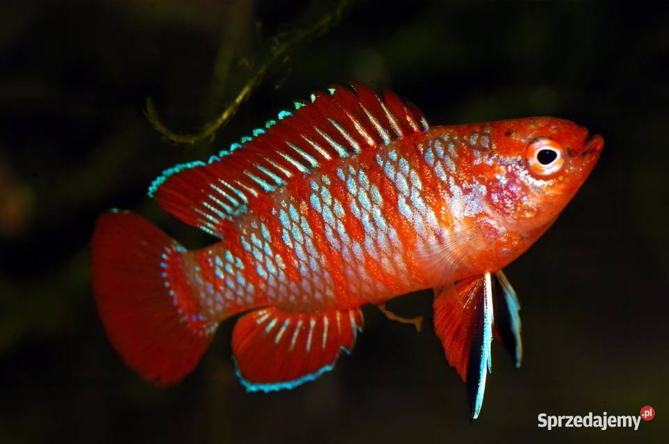 Badis bangalski RED SCARLET Dario dario WYSYŁKA pomorskie sprzedam