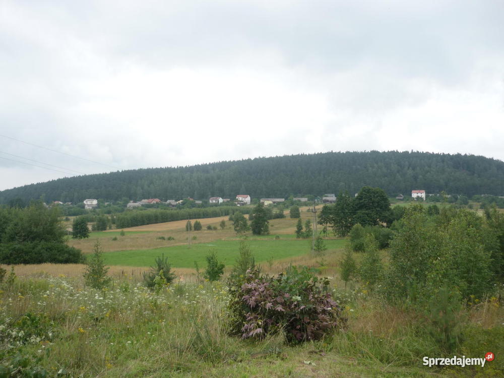 Miedziana Góra Grunty i działki Miedziana Góra