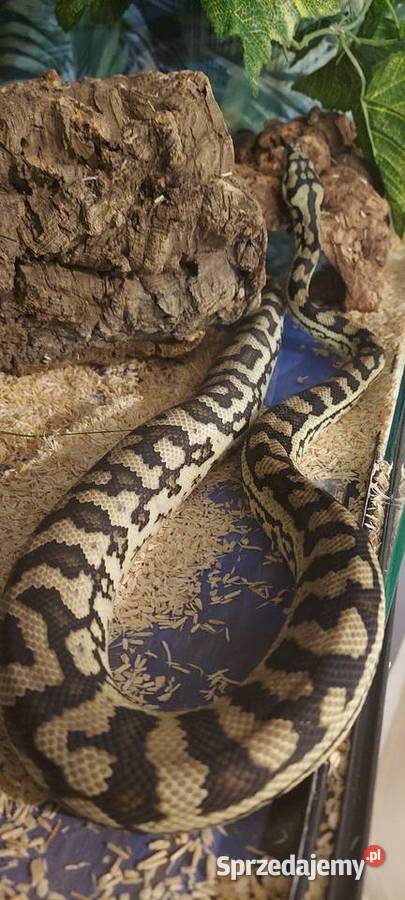 Morelia spilota Tychy sprzedam